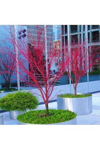 Сангокаку (Acer palmatum ’Sangokaku’) — декоративне дерево для ландшафтного дизайну.